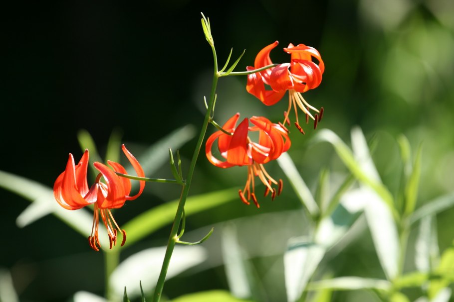 Лилия pumilum Пумилум