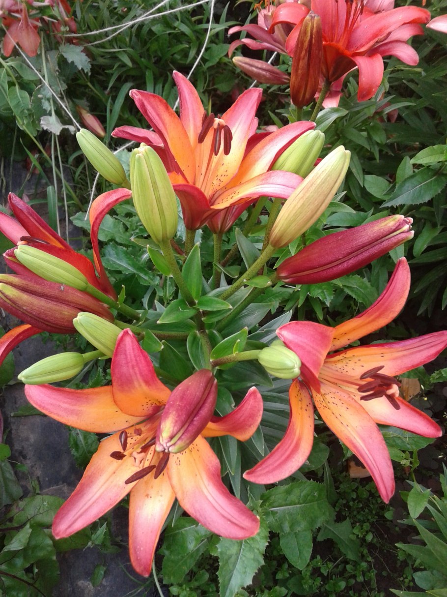 Лилия Селект Джой