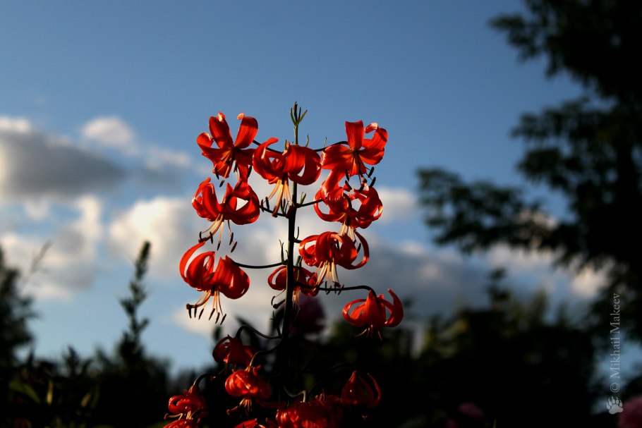 Лилия Барбара Борнео