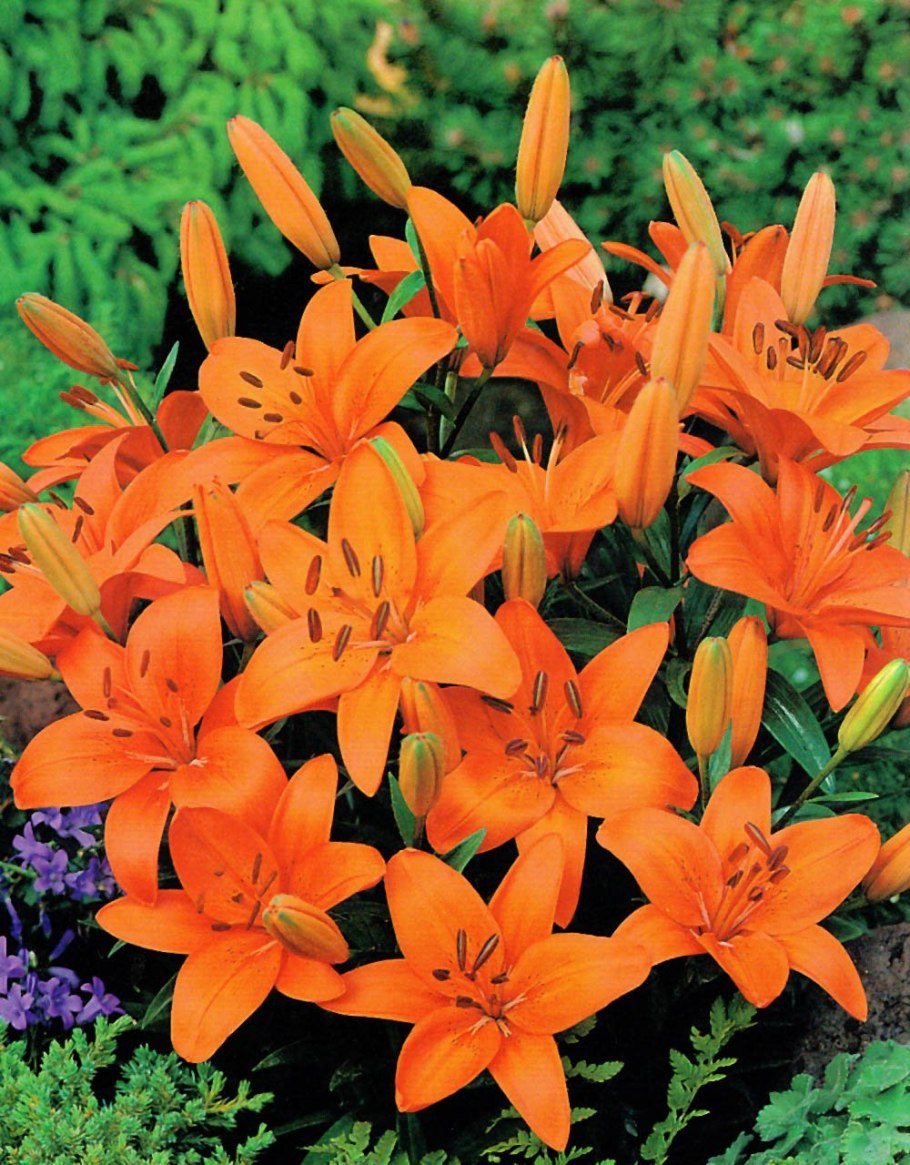 Лилия Abbeville's Pride