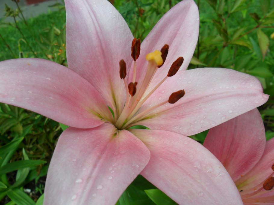 Лилия азиатская баззер