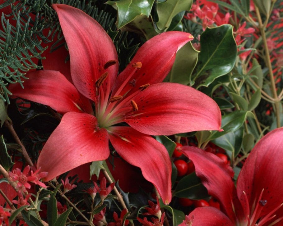 Лилия Хэппи лайф