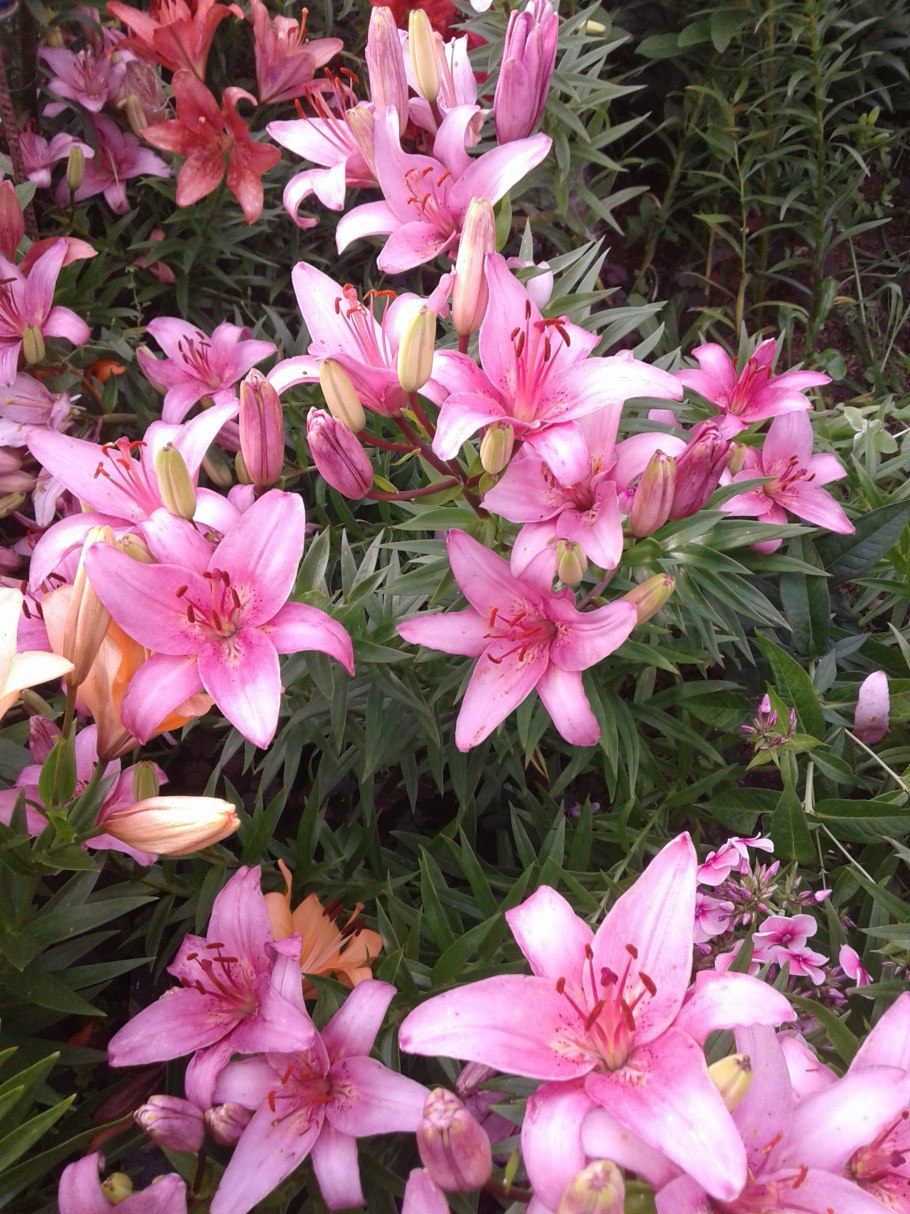 Лилия tiny Comfort