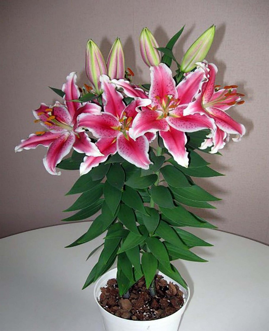 Мартагон Лилия кудреватая саранка