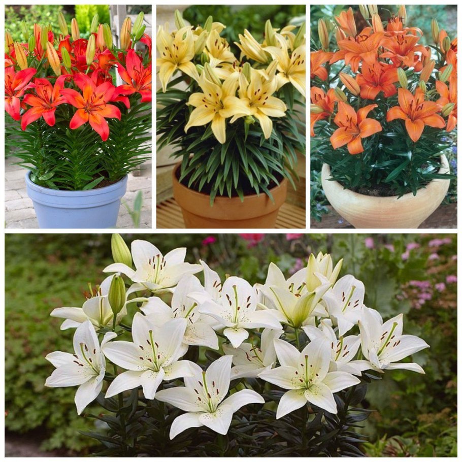 Лилия тонколистная Пумилум