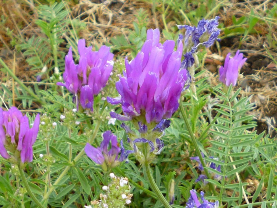 Астрагал в степи