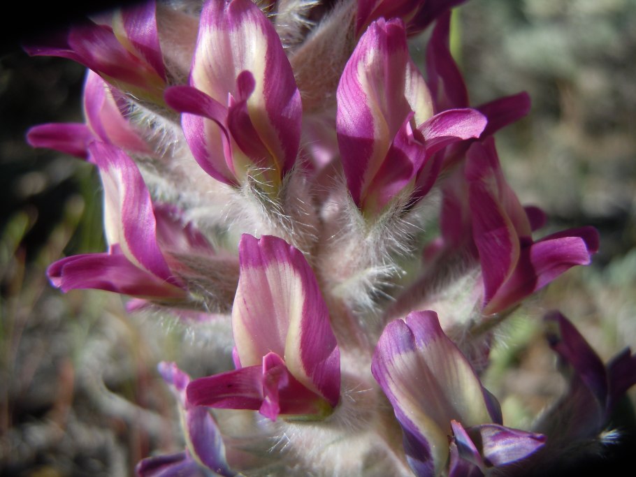 Астрагал рогоплодный