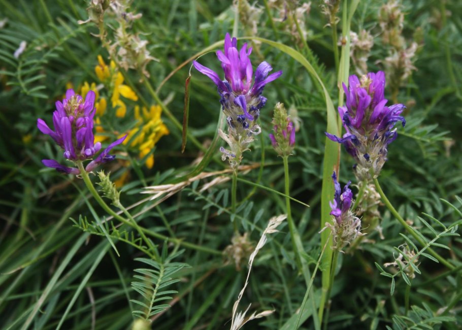 Астрагал Кунгурский