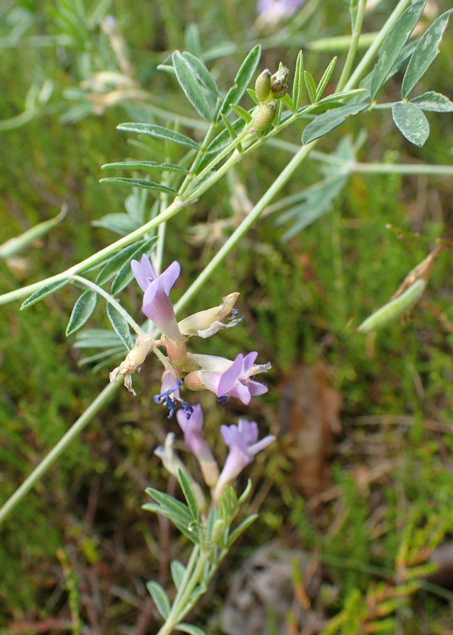 Astragalus penduliflorus