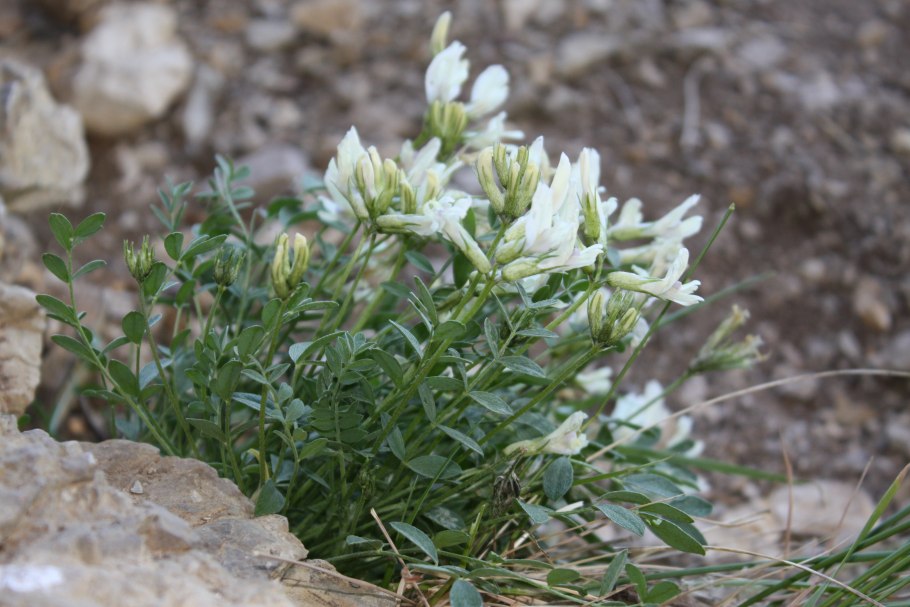 Астрагал Пермский Гельма