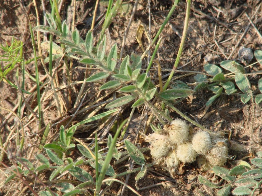 Астрагал яичкоплодный – Astragalus testiculatus Pall.