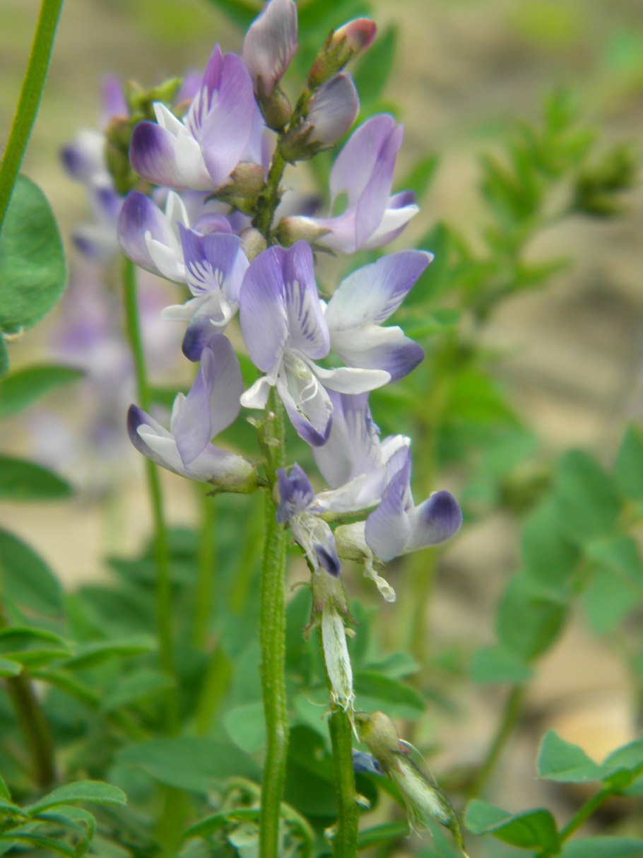 Oxytropis glabra