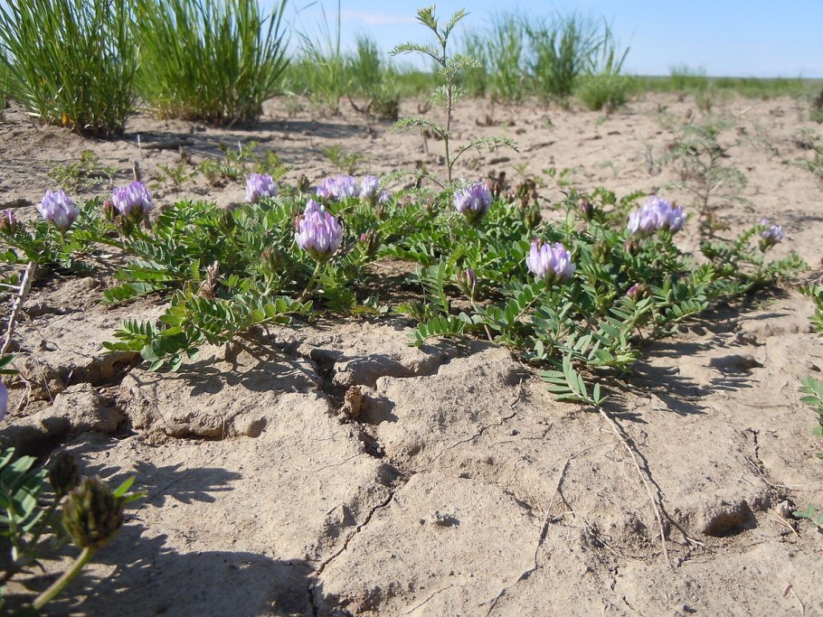 Астрагал яичкоплодный
