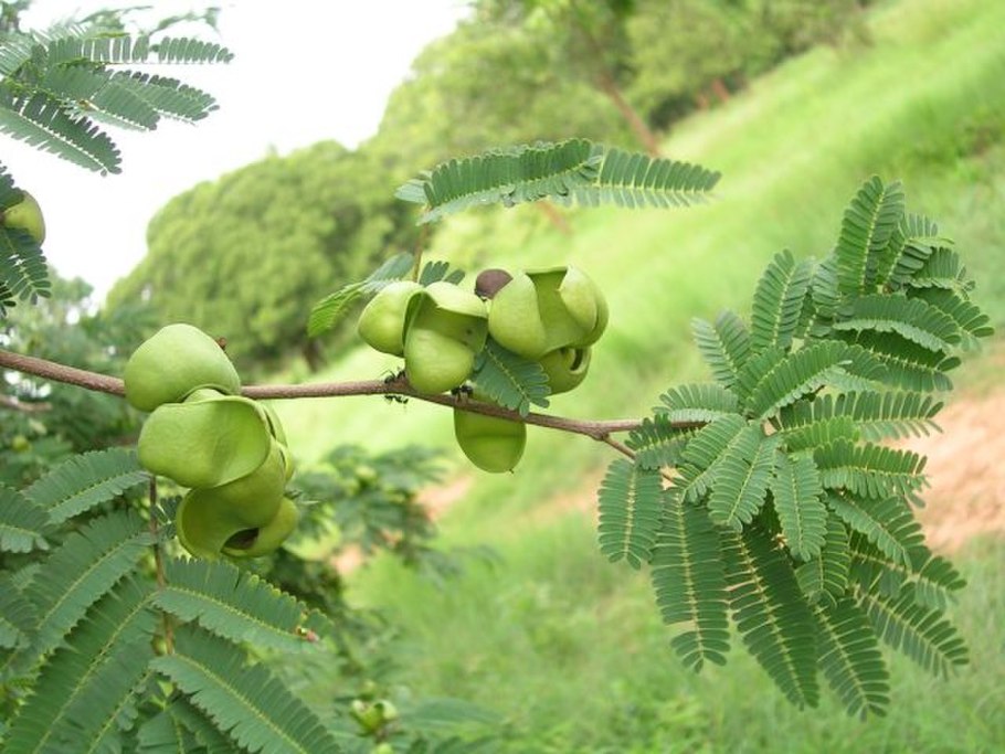 Caesalpinia coriaria