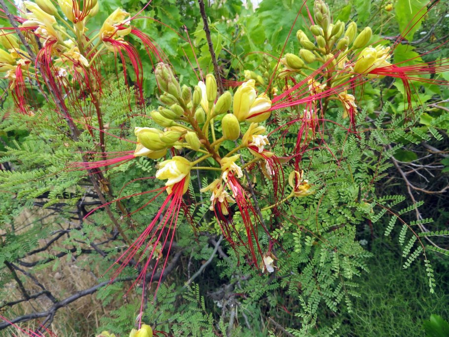 Цезальпиния железная