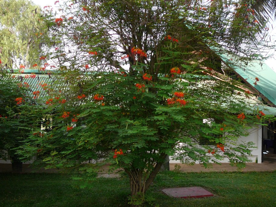 Ранавара цветок