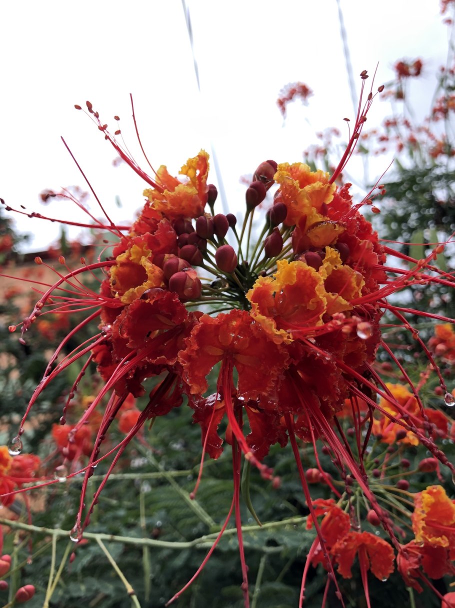 Цезальпиния Ежовая