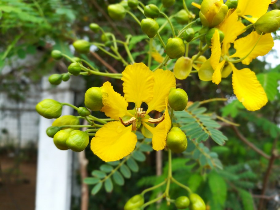 Цезальпиния красивейшая Барбадос