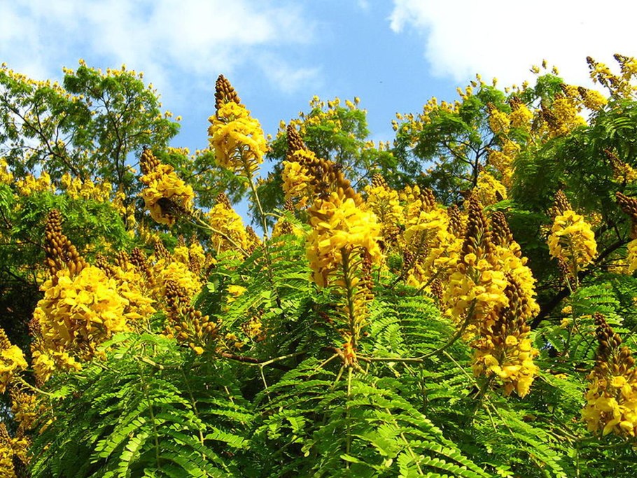 Цезальпиния Джиллиса