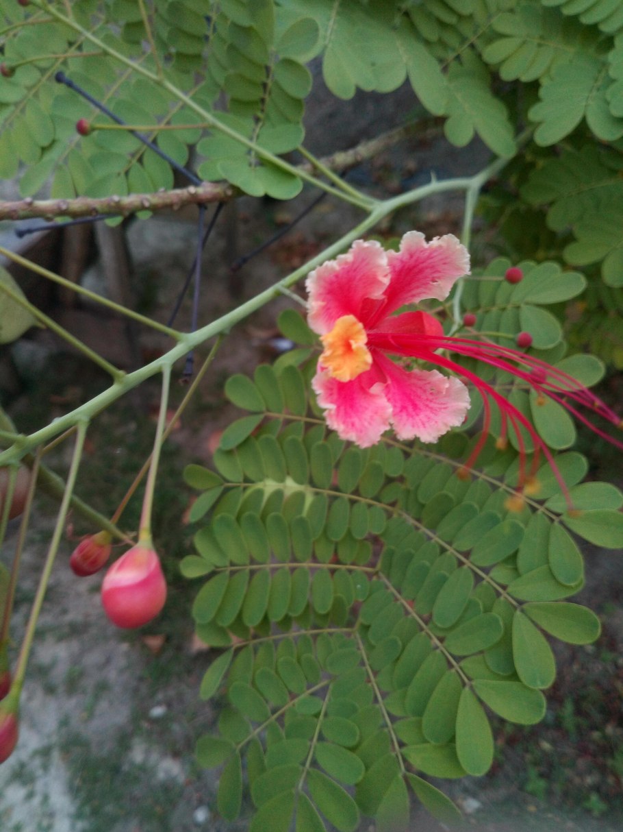 Цезальпиния Джиллиса зимостойкость