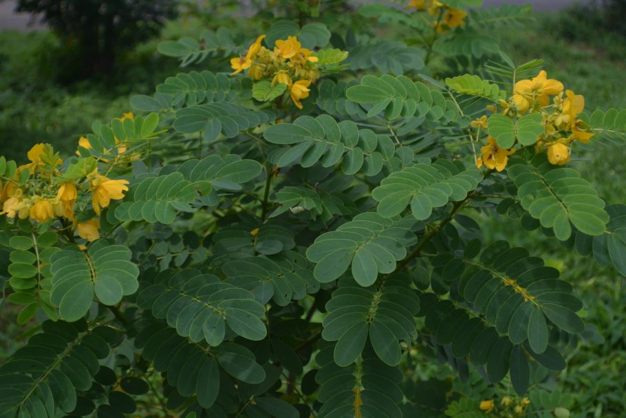 Caesalpinia pulcherrima Yellow