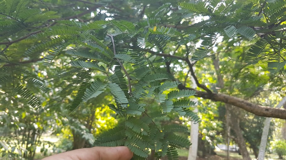 Цезальпиния Ежовая