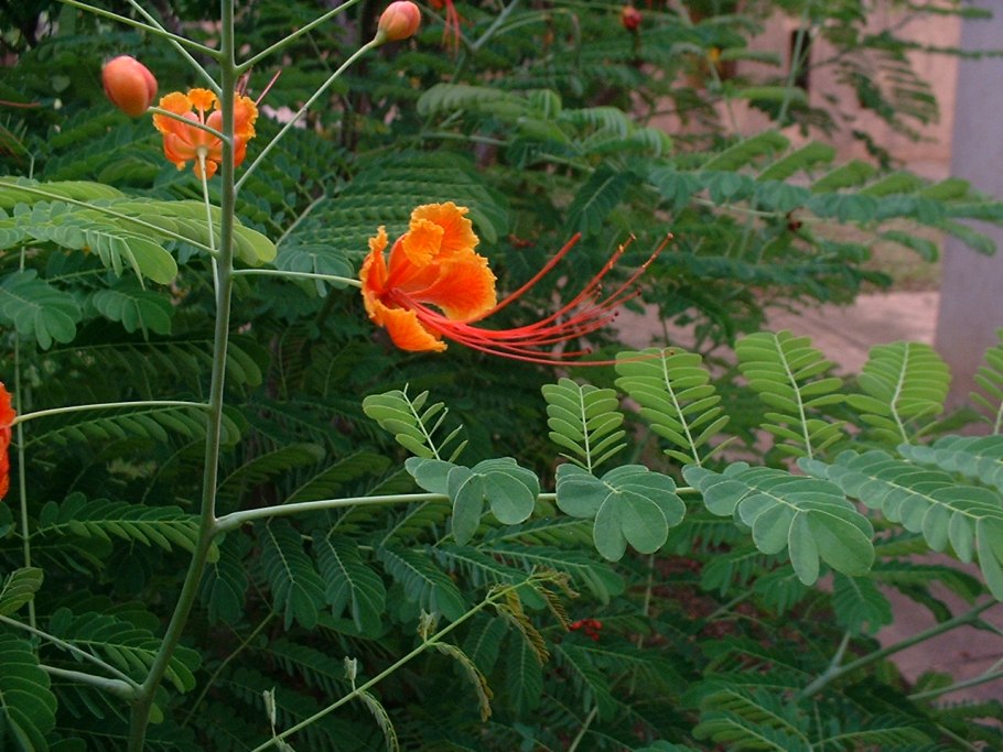 Цезальпиния Ташкент