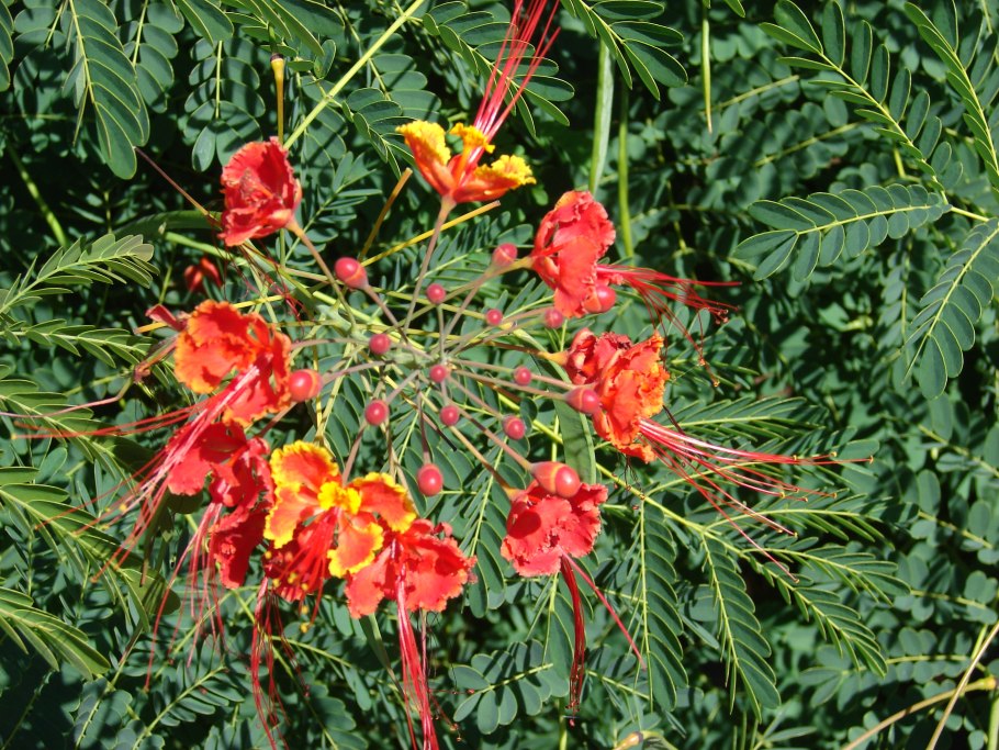 Цезальпиния Акация