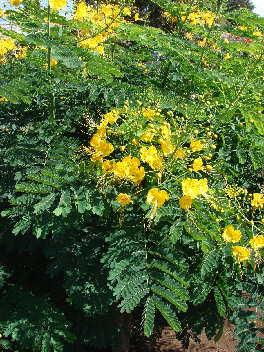 Райский дерево Цезальпиния