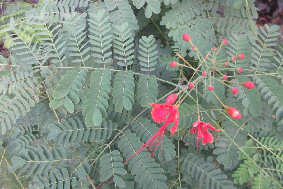 Цезальпиния дерево