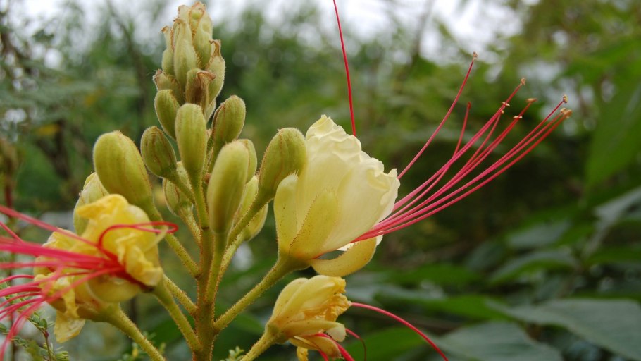 Цезальпиния Ежовая