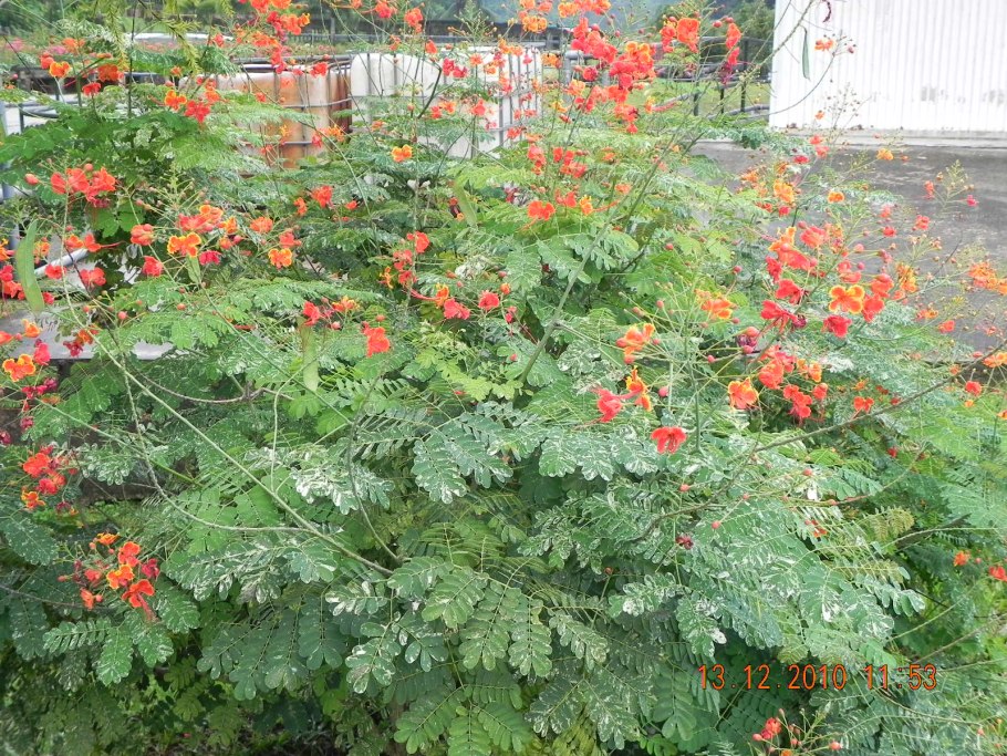 Caesalpinia paraguariensis дерево