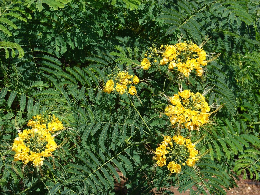 Цезальпиния Гиллеса