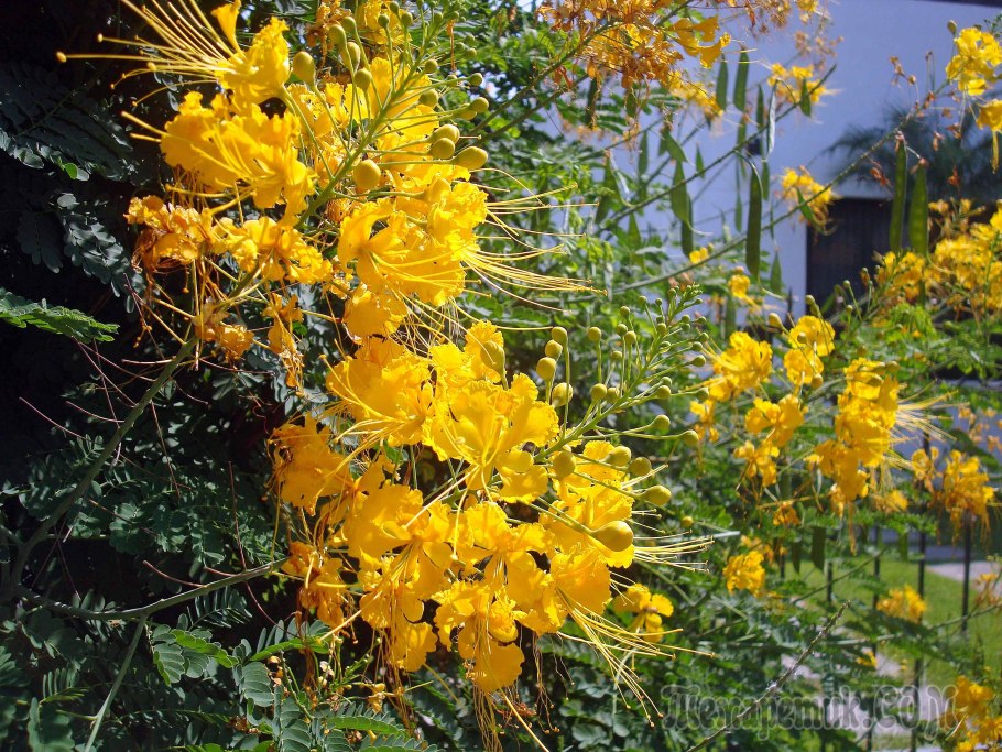 Делоникс Королевский желтый