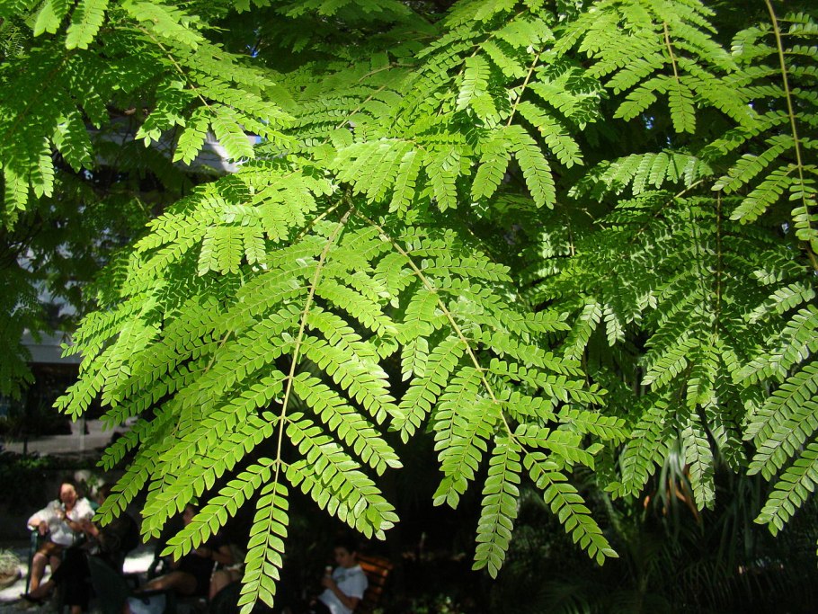 Цезальпиния дерево