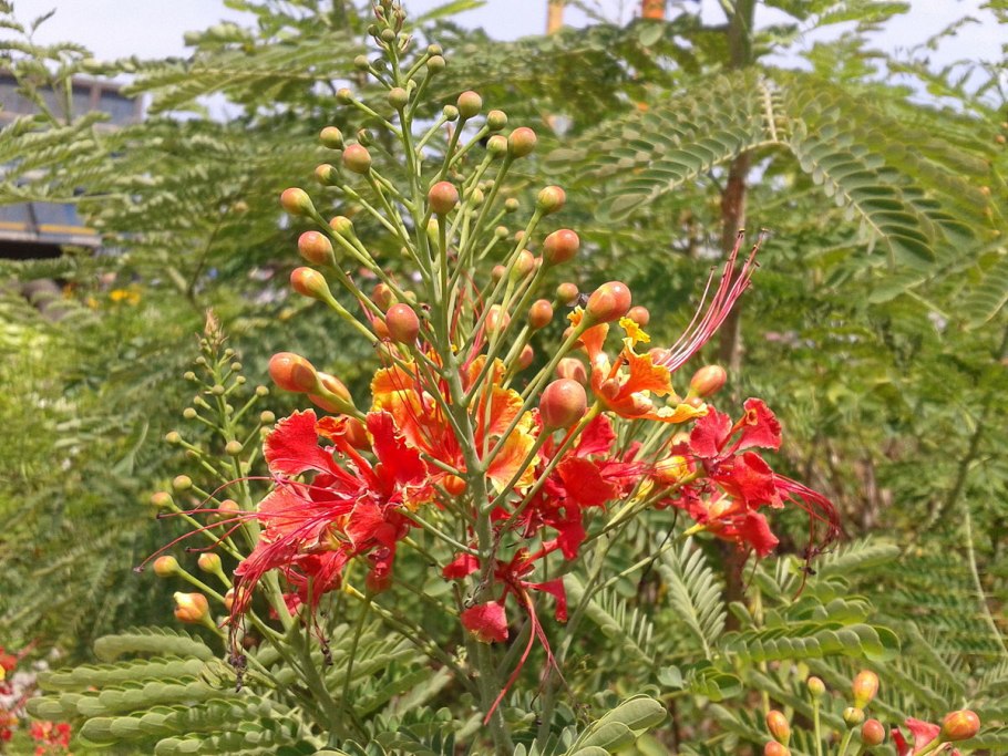 Caesalpinia sepiaria