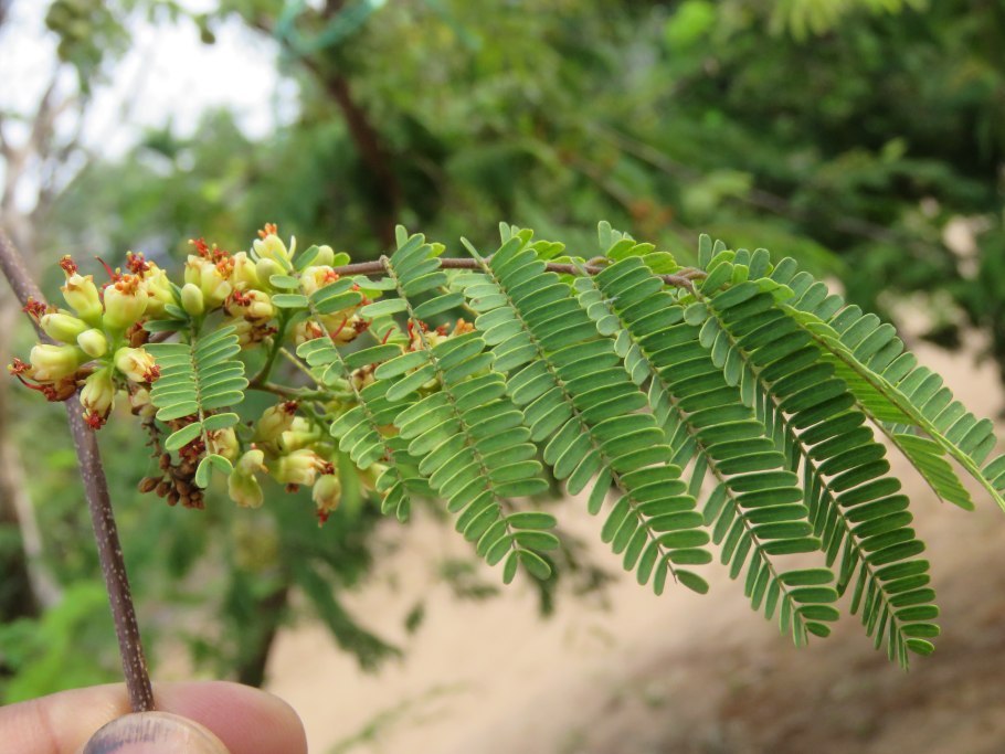 Caesalpinia praecox Южная Америка