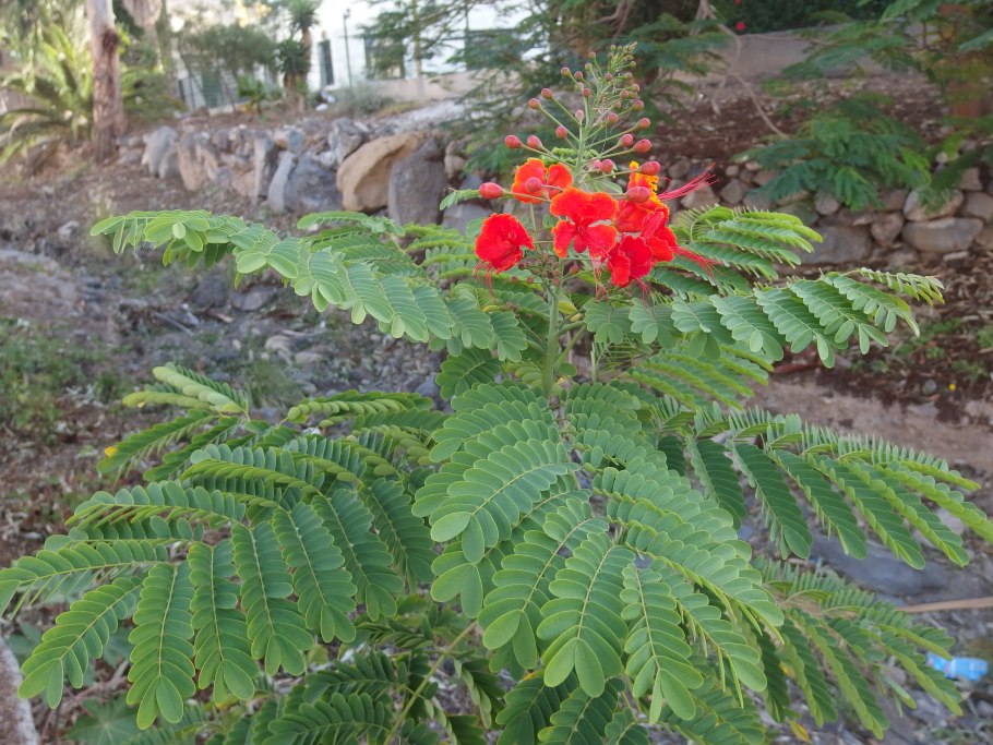 Caesalpinia pulcherrima