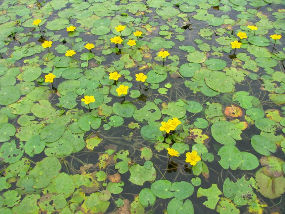 Нимфейник щитолистный