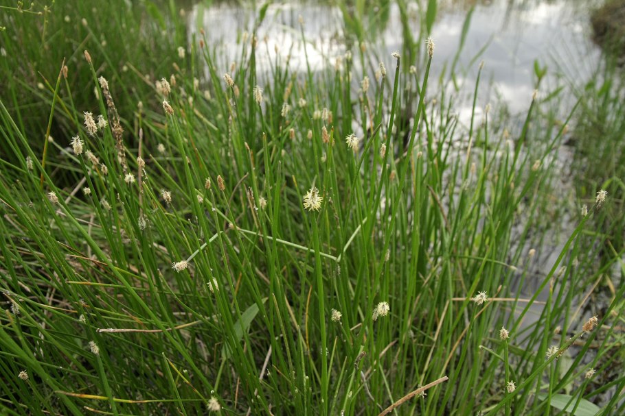 Болотница Болотная Eleocharis palustris