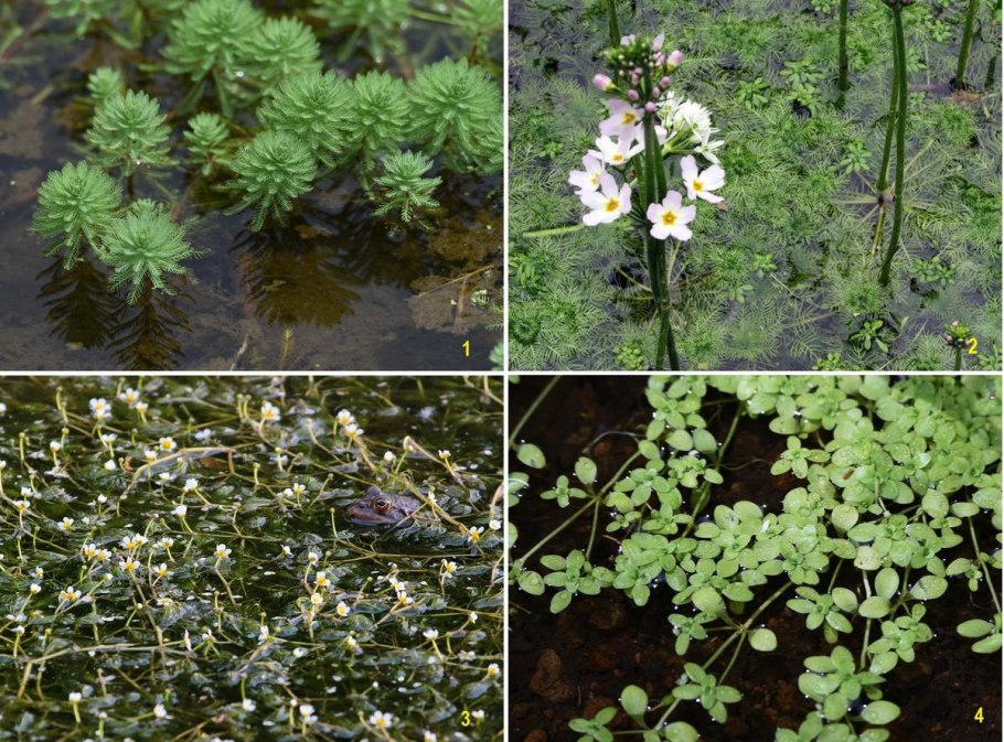 Турча Болотная в водоеме