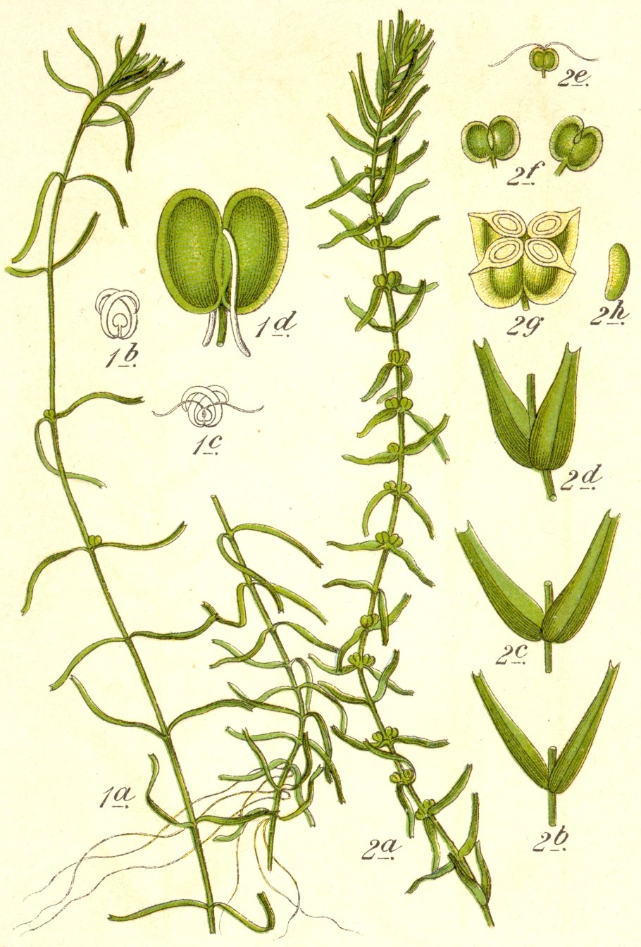 Болотник болотный