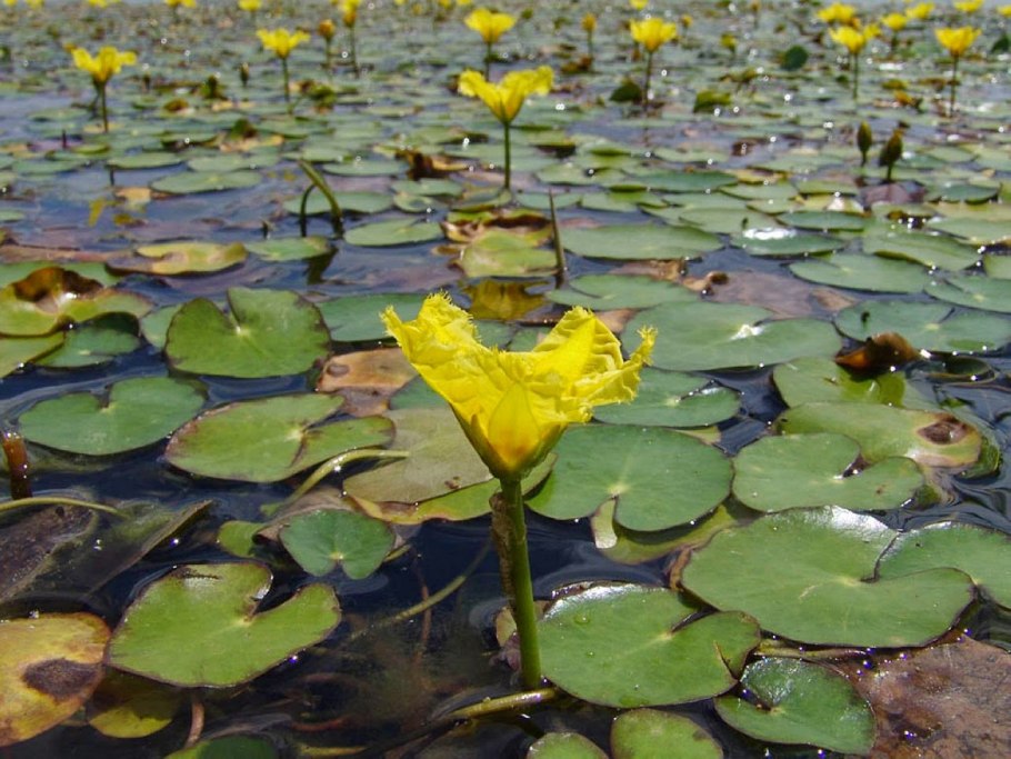 Frog Aquifer description Habitat Lifestyle keeping at Home