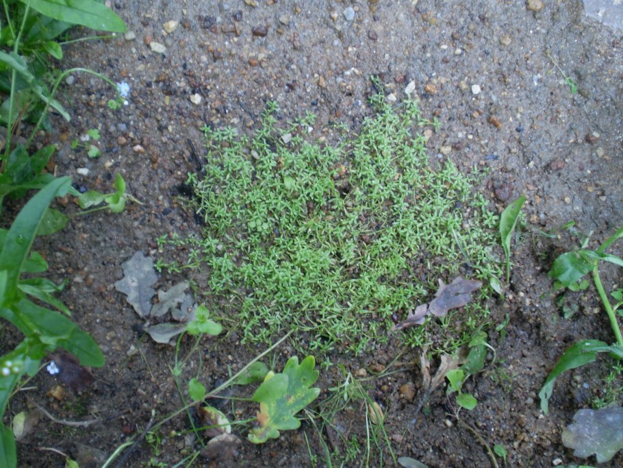 Callitriche hamulata