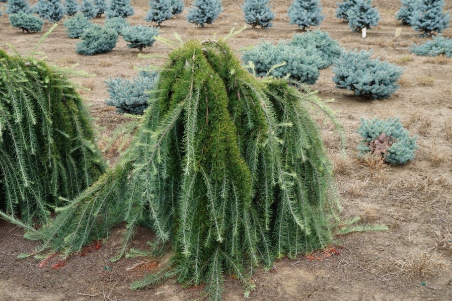 Лиственница европейская Larix decidua pendula