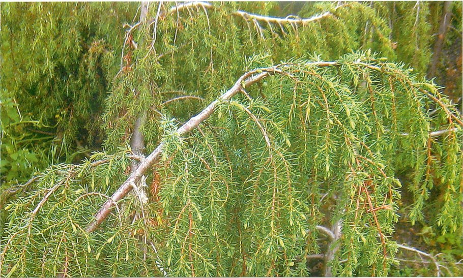 Можжевельник Пендула