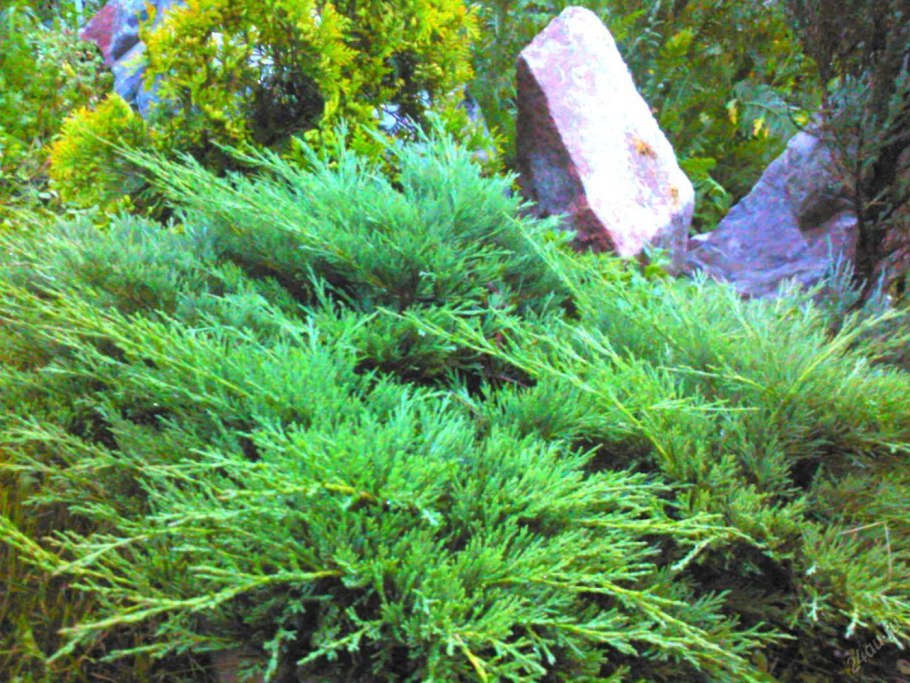 Лиственница европейская Пендула