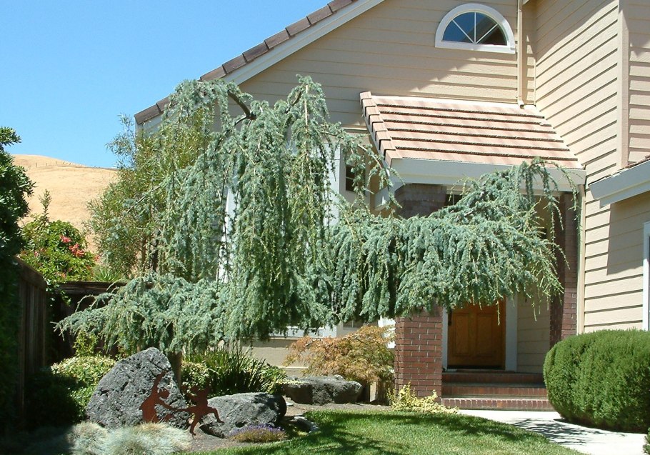 Кедр ливанский Пендула