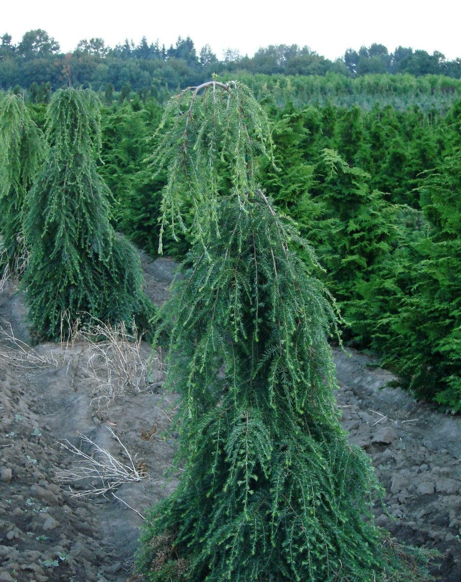 Можжевельник Кедровый