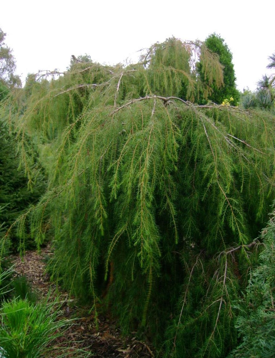 Можжевельник облонга Пендула